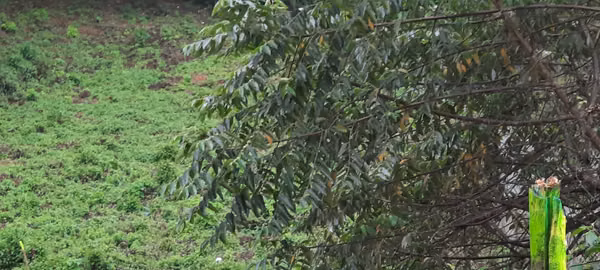 Great deal: Land for sale in Santa Lucía