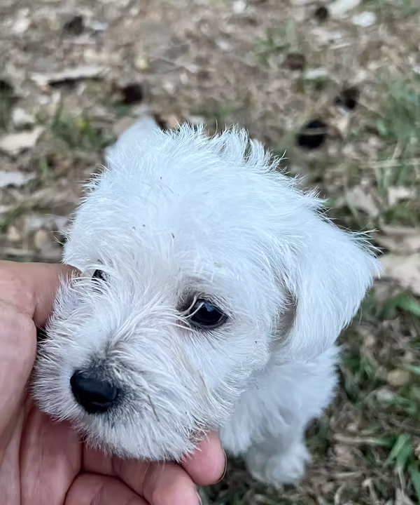 Perritos schnauzer