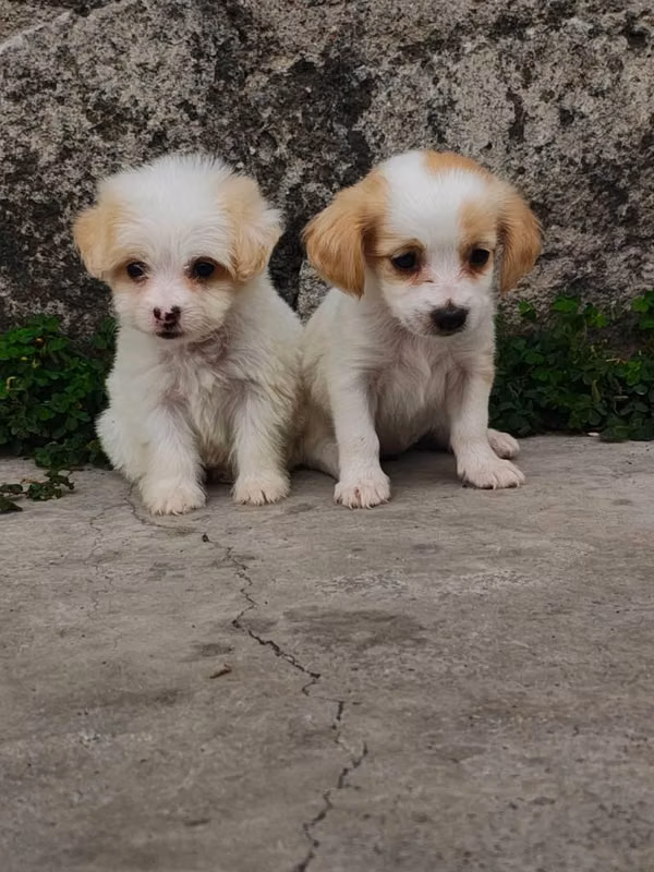 Terrier mini