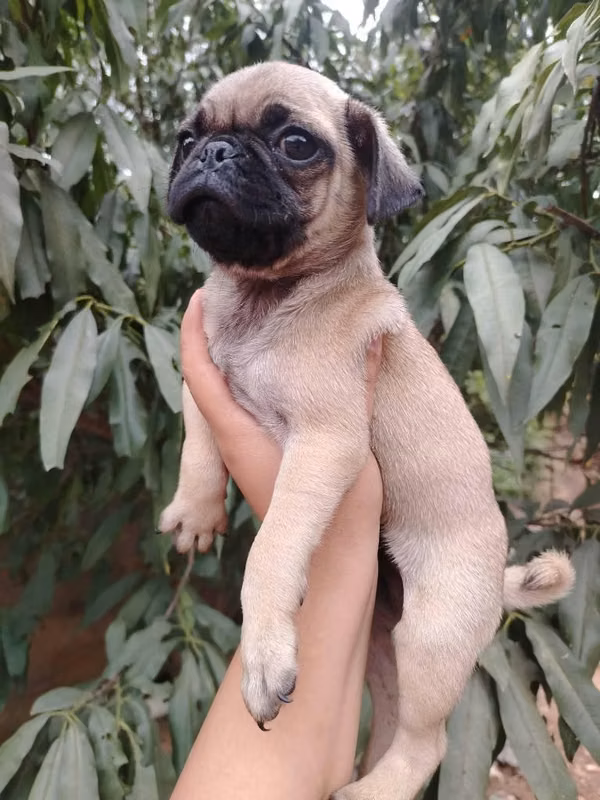 Pug