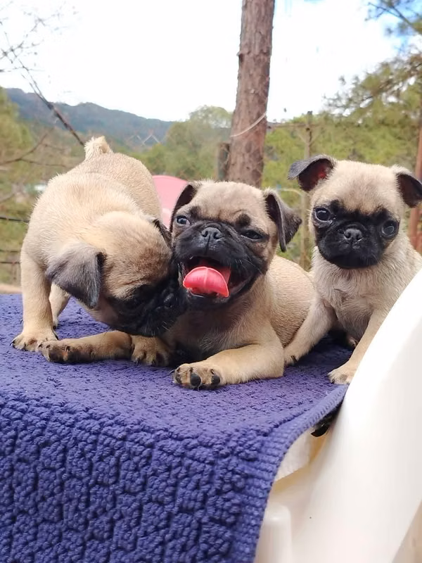 Pug
