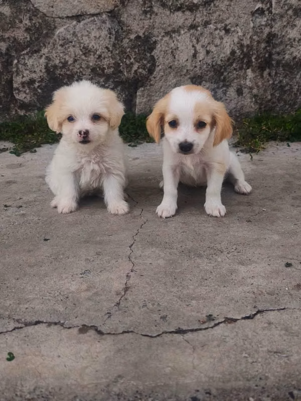 Hermosos cachorros
