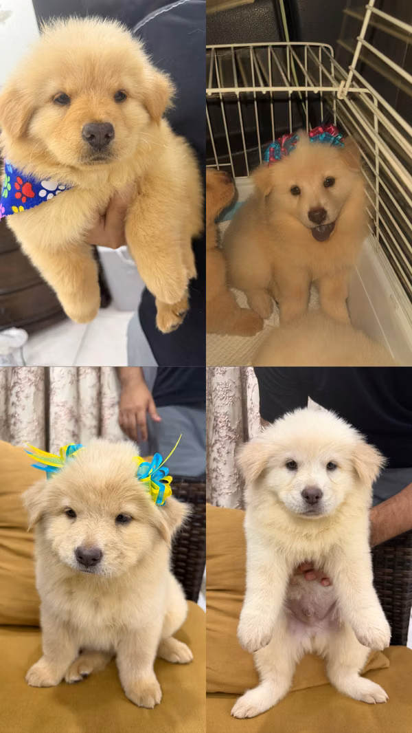 Sale of chow chows