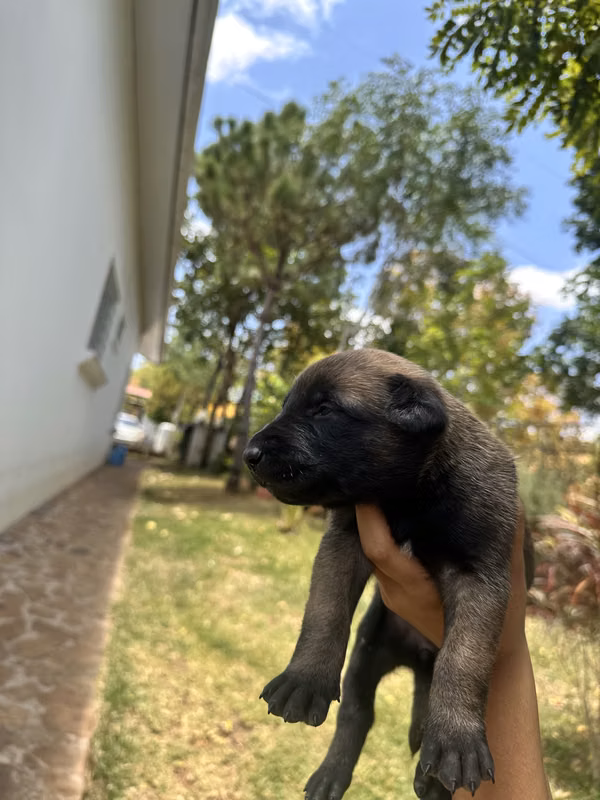 Cachorros pastor belga Malinois 