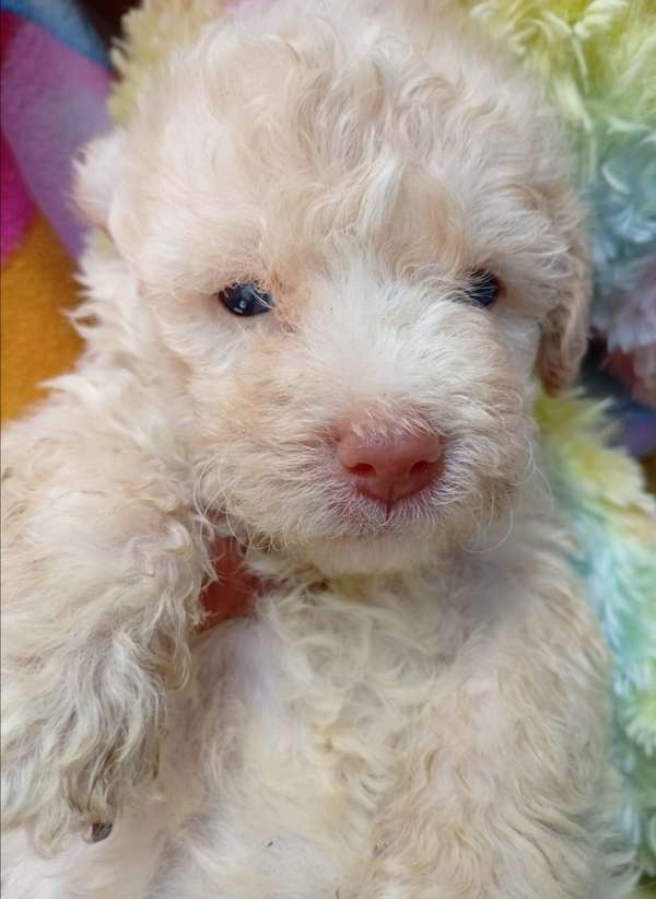 French poodle 