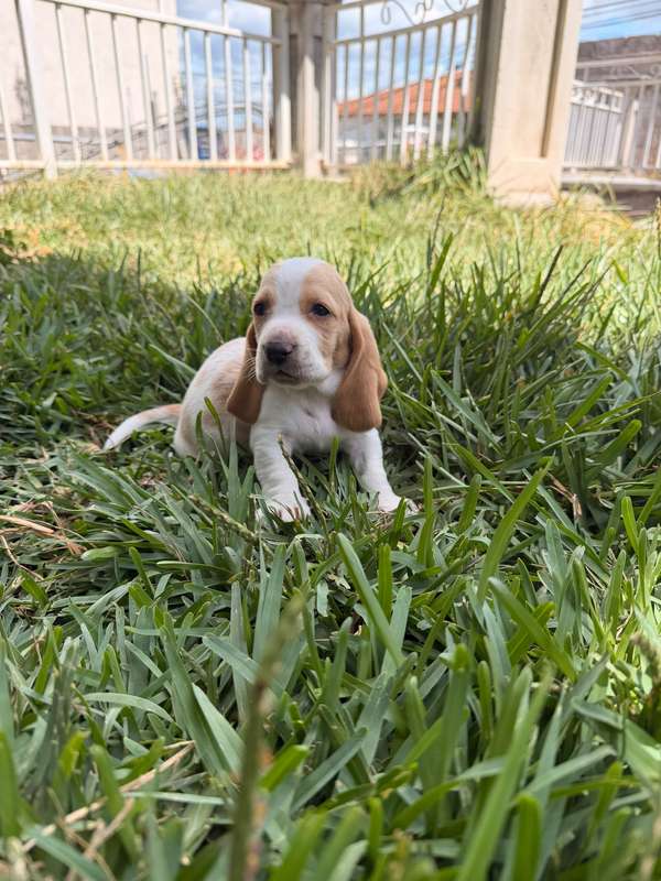 Basset Hond 