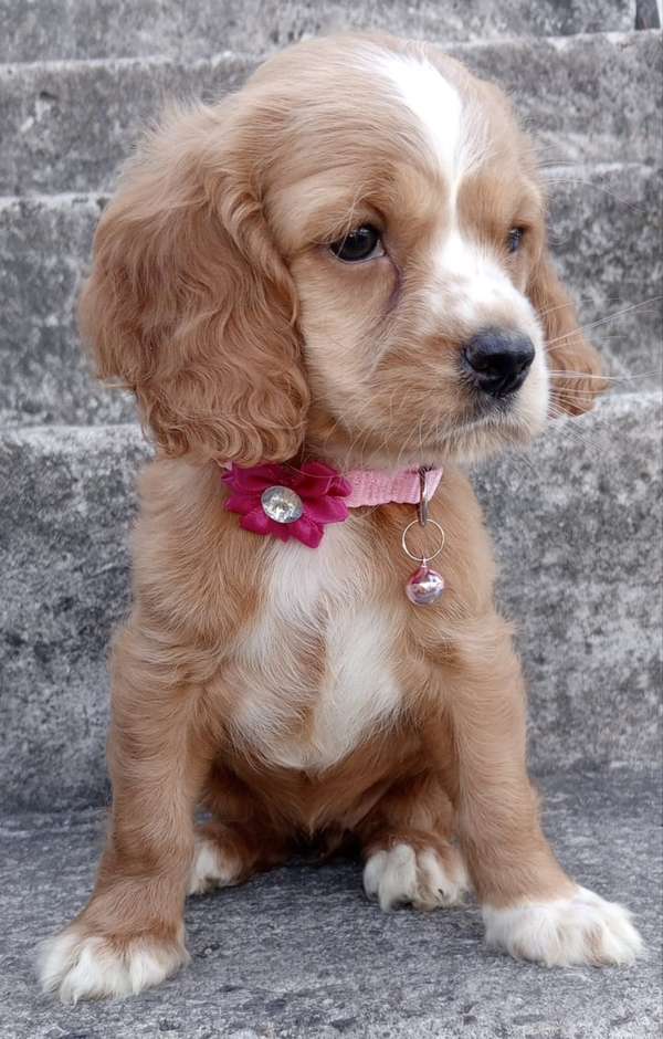 Cocker Spaniel