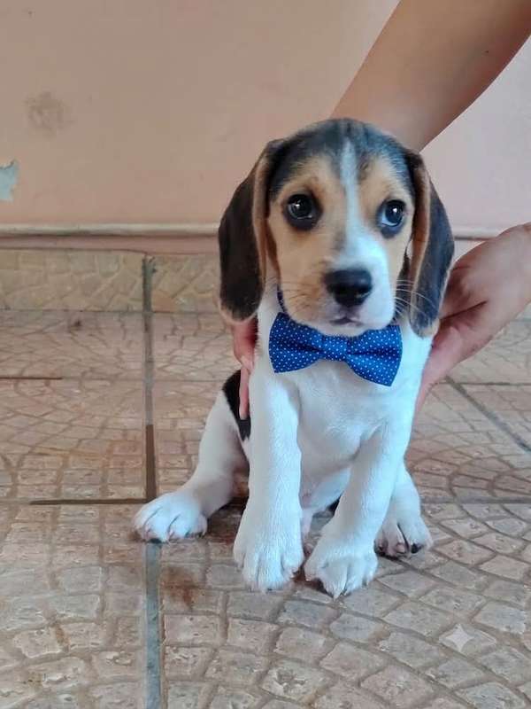 Beagle 