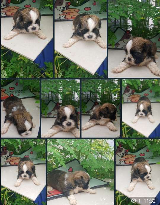 SHIH TZU MINI PURE LEGITIMATE