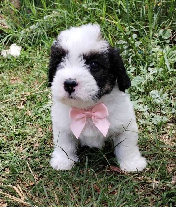 Terrier mini 