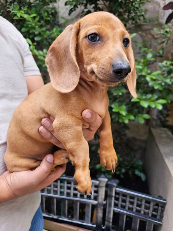 Mini sausage