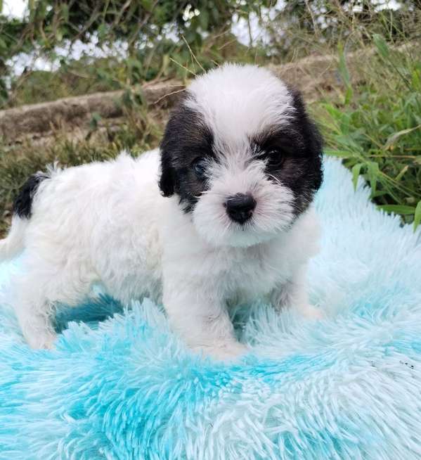 Terrier mini