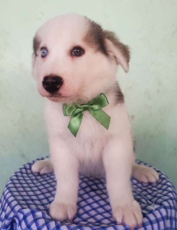 Siberian husky
