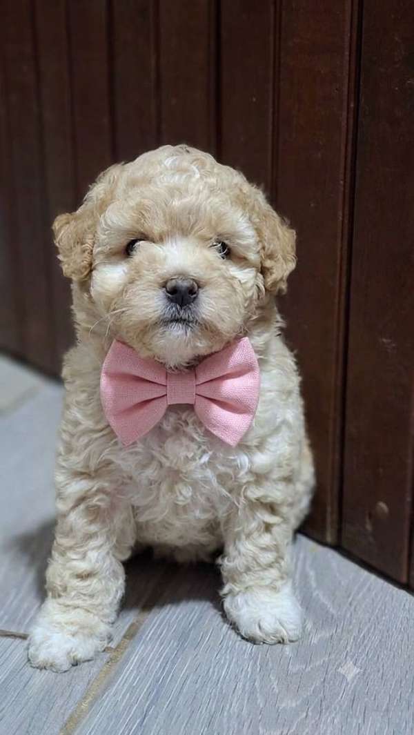 French poodle