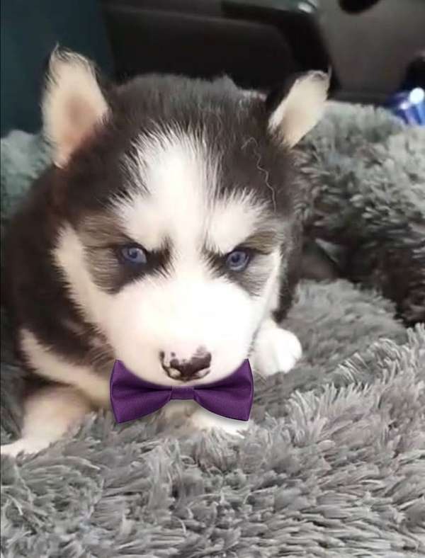 Siberian husky woolly