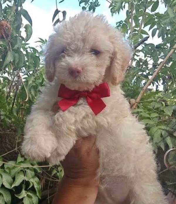 French poodle