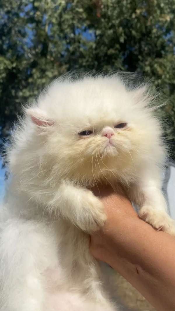 Persian cat