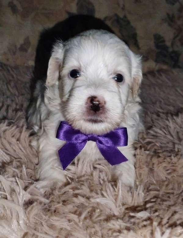 French poodle mini 
