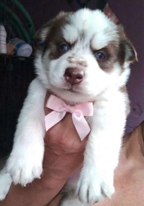 Siberian husky woolly