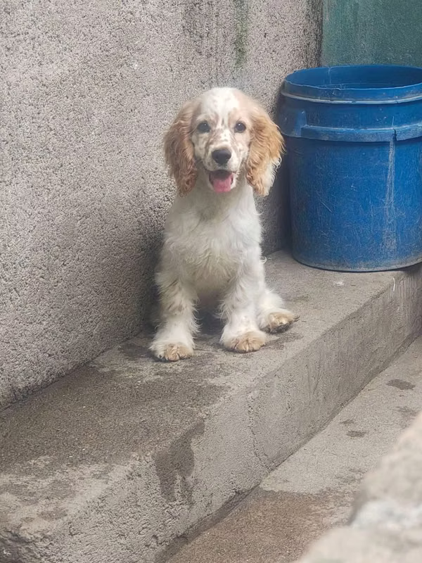 Cocker Spaniel