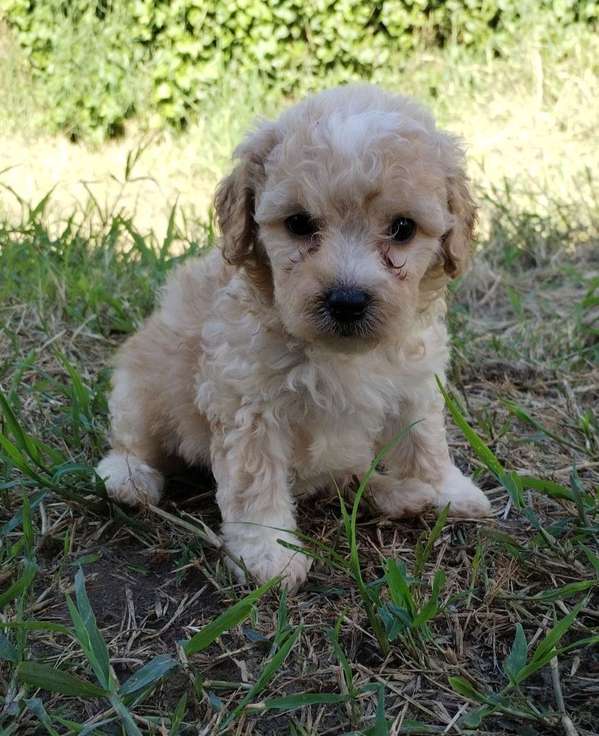 French poodle