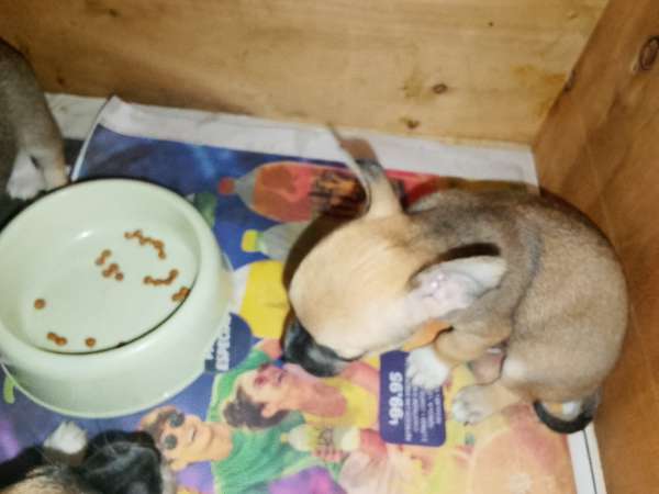 sell chihuahuas minitoy, 3 males and 1 female