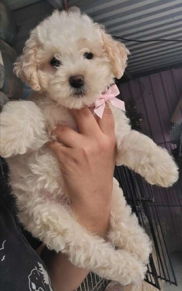 French poodle 