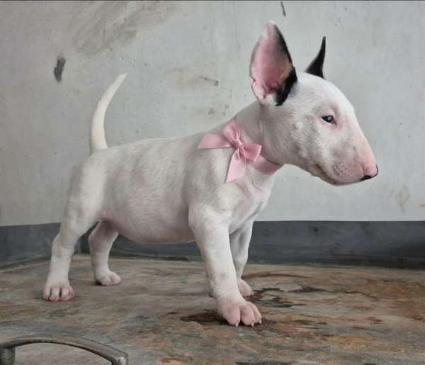 Bull terrier ingles 