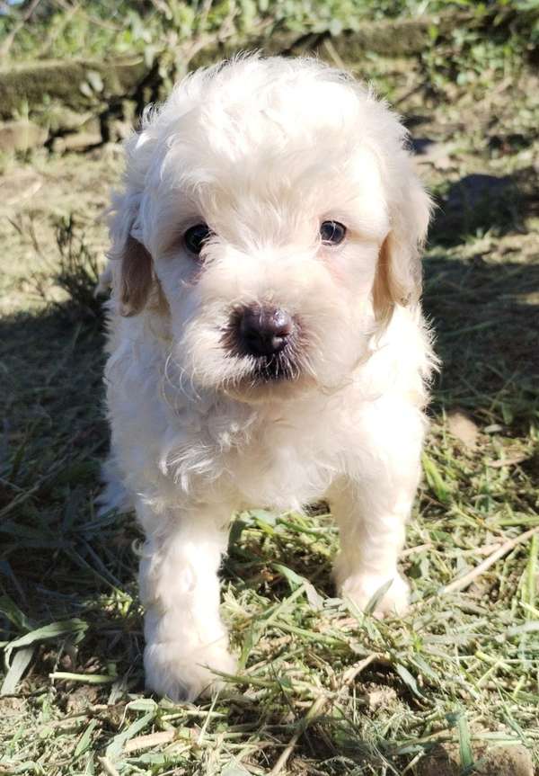 French poodle 