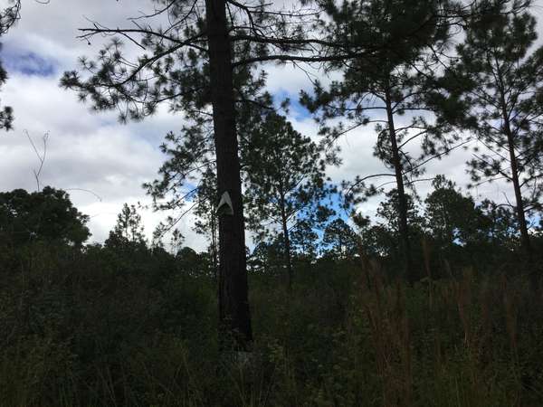 Venta terreno Lomas del Pinar Siguatepeque Honduras area pinos cerca CA-5