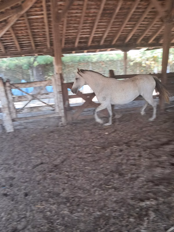 Se vende finca en Nagarote León Nicaragua