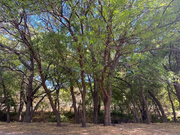 En venta preciosa finca en CHAGUITILLO SEBACO-MATAGALPA (NICARAGUA AMÉRICA CENTRAL)