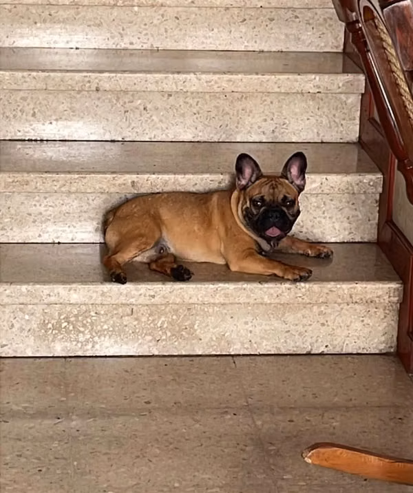 Busco novia bulldog Frances