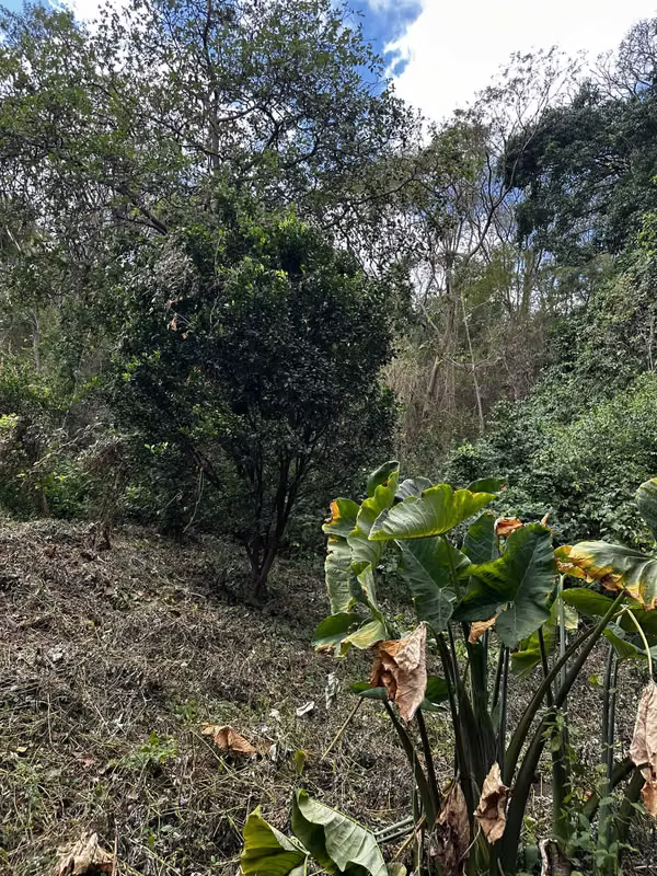 Vendo Finca en San Juan de la Concha multi propósito 0511