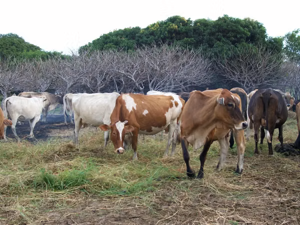 FINCA 0103 CH