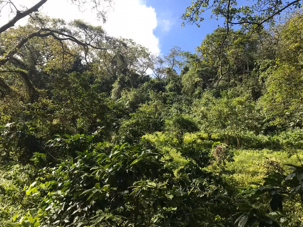 FINCA 0159 CH AH