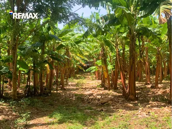 Finca Agrícola en Isla de Ometepe, Altagracia
