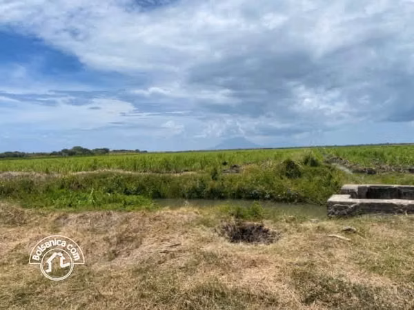 Venta de Finca Caña en Producción 260 Manzanas