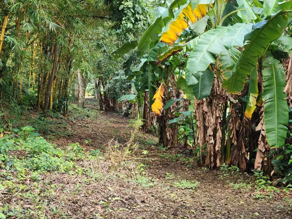 VENTA DE FINCA EN MASATEPE DE 5 MZ.
