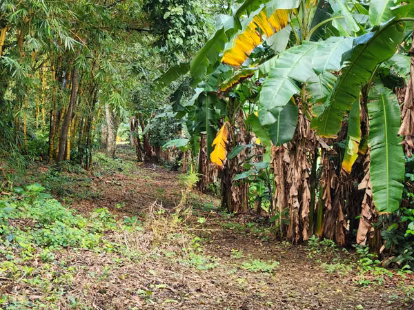 VENTA DE FINCA EN MASATEPE DE 5 MZ.