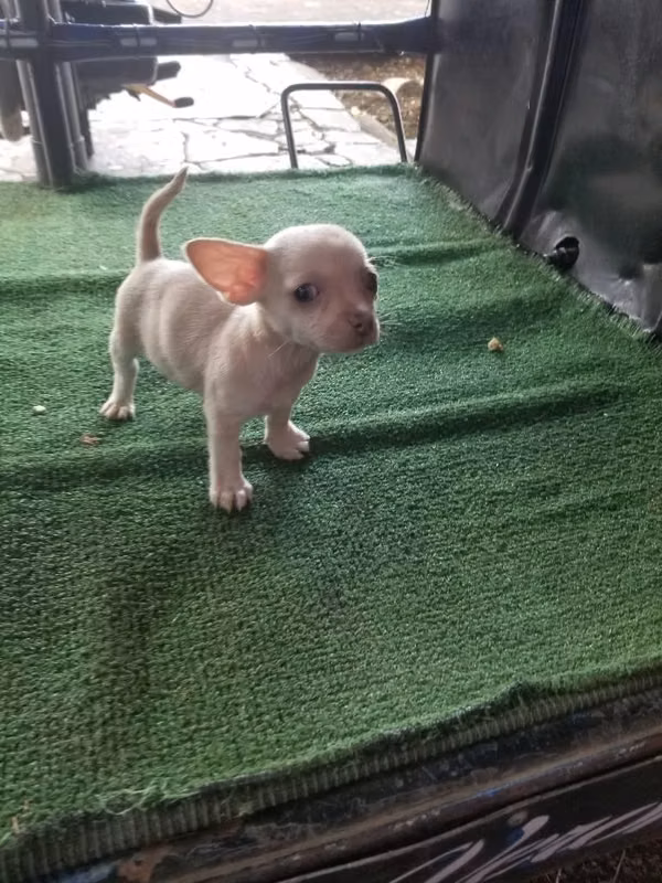Chihuahua hembra