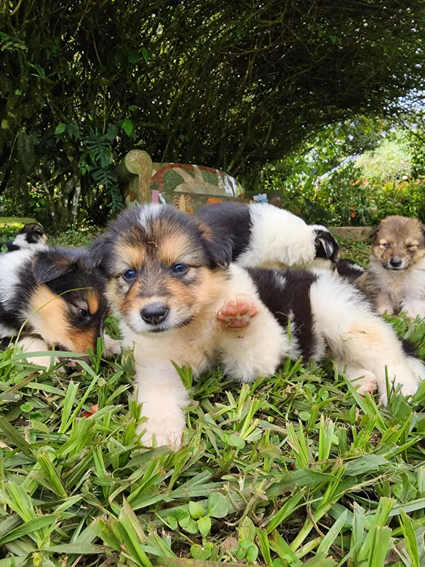 Pastor Collie (Lassie)