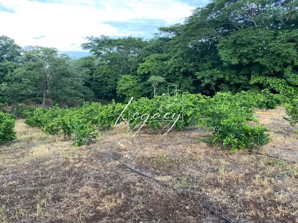 AG-Venta de finca productiva de 25.43 Mz – Santa Teresa, Carazo