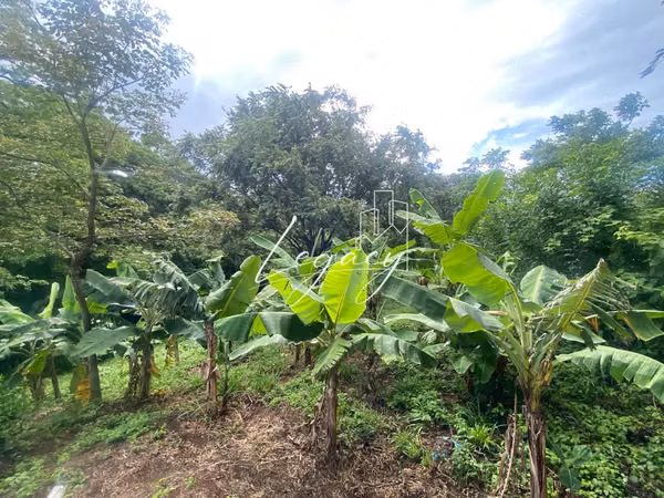 AG-Venta de finca productiva de 25.43 Mz – Santa Teresa, Carazo
