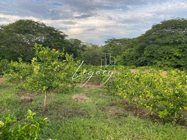 AG-Venta de finca productiva de 25.43 Mz – Santa Teresa, Carazo