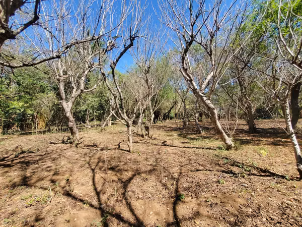 ¡Se vende! Finca en Guanacastillo, Masaya km 34
