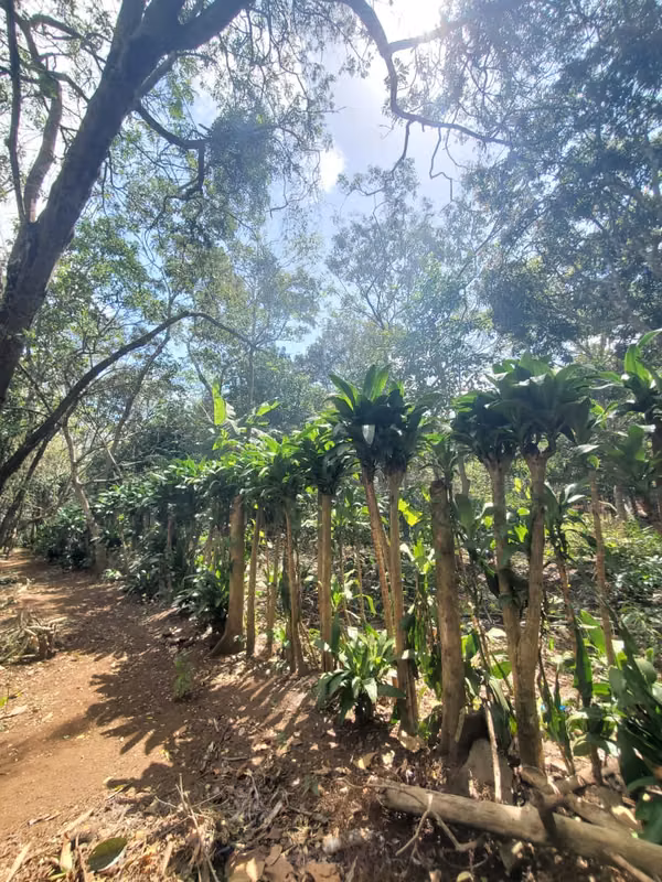 EB- ¡Se vende! finca en San Marcos km 44.5
