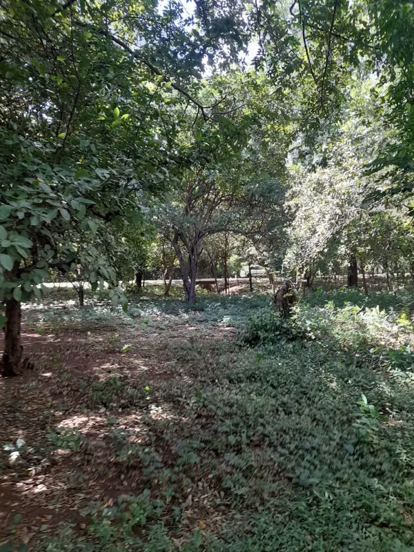 SE VENDE BONITA FINCA DE 17 MANZANAS.