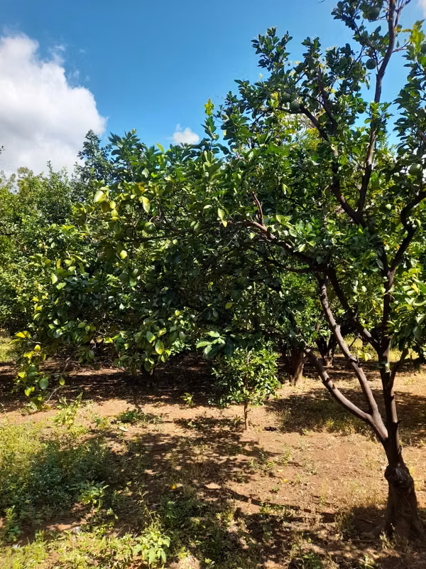 SE VENDE BONITA FINCA DE 17 MANZANAS.