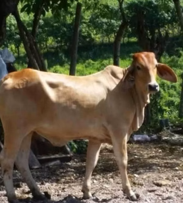 Vendo vaquilla braman preñda 4 meses